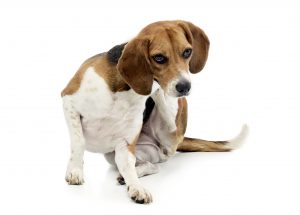 shutterstock_555382144 shutterstock_555382144